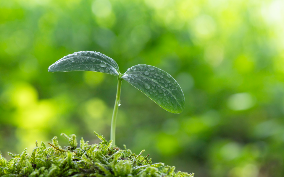 私たちについて